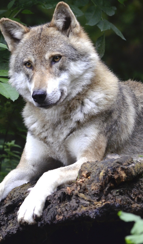 A large wild gray wolf lies on a stone