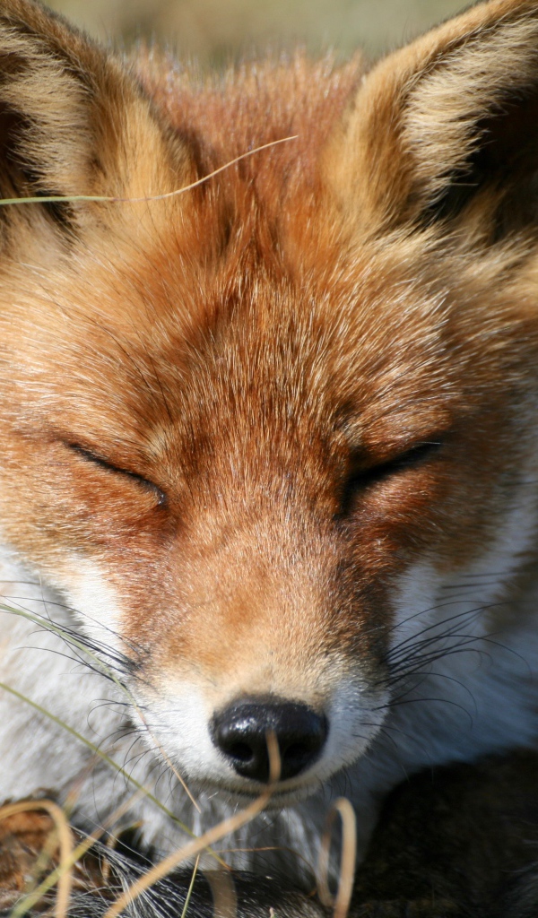 Рыжая лиса спит на зеленой траве