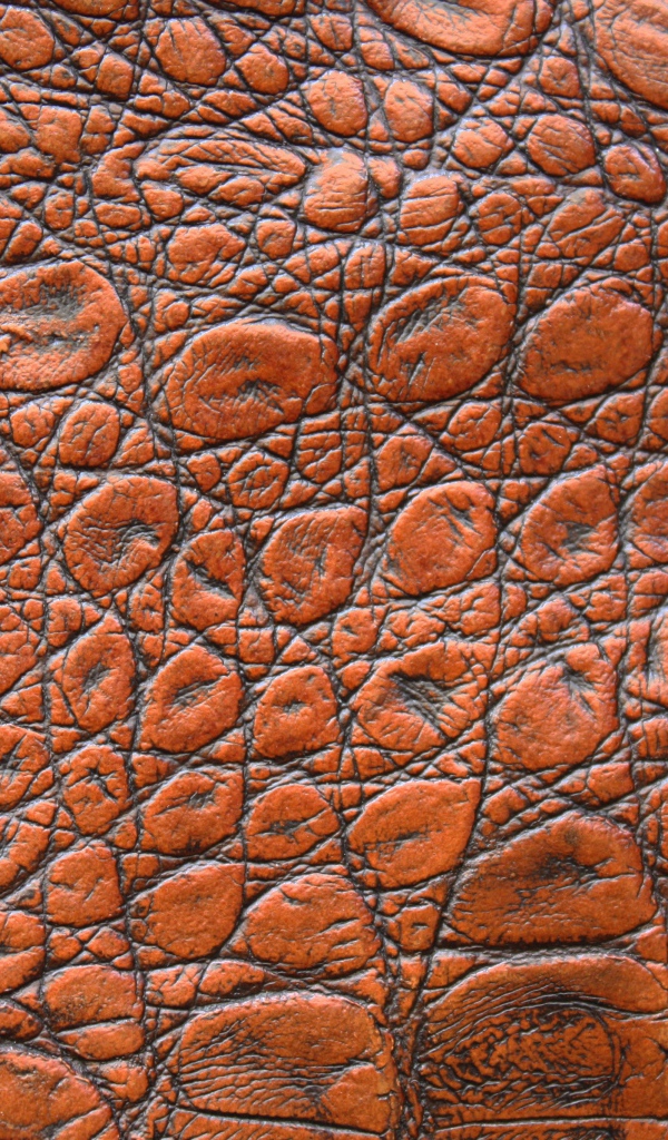 Коричневая кожа крокодила крупным планом, фон