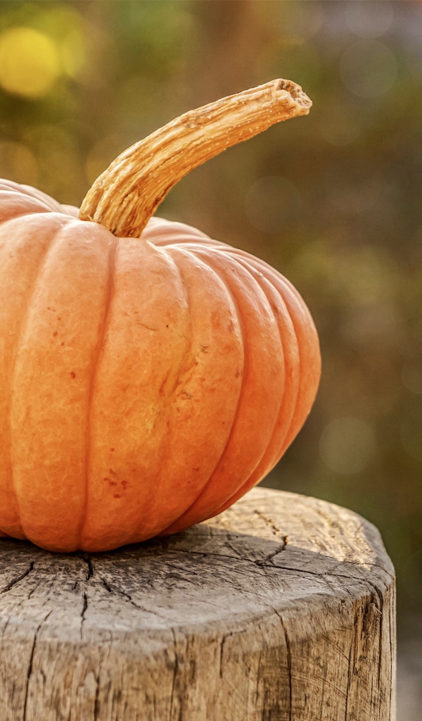 Большая тыква лежит на пне 