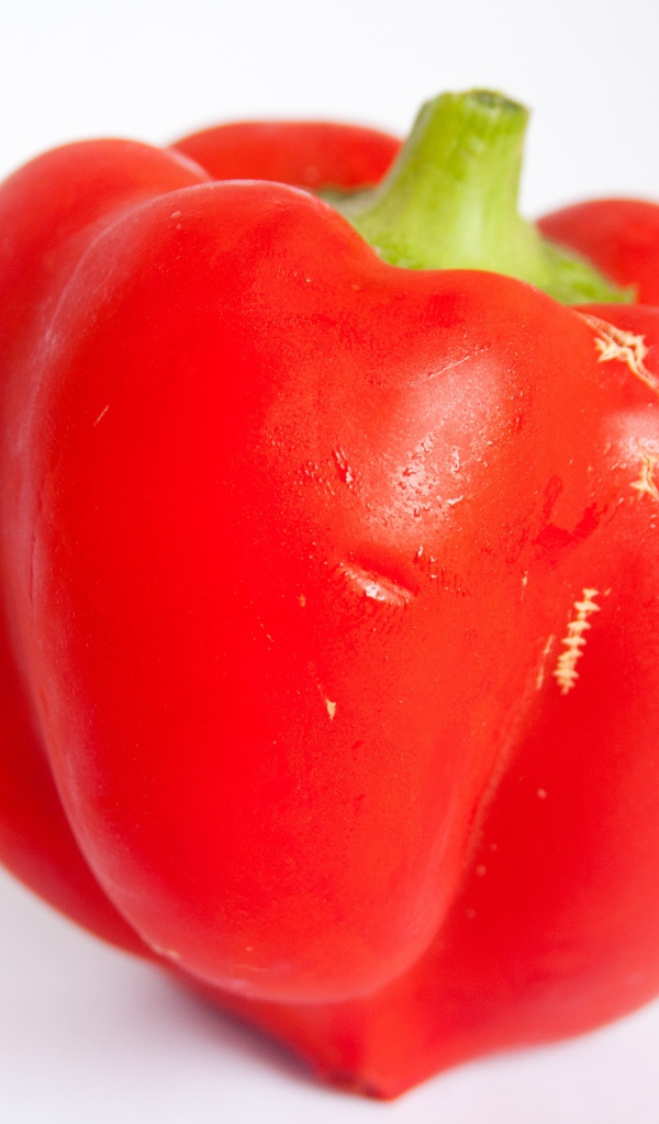 Большой красный болгарский перец на сером фоне