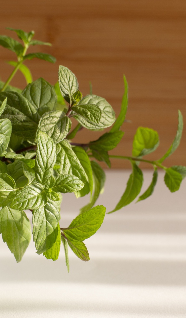 Свежие ароматные зеленые листья мяты