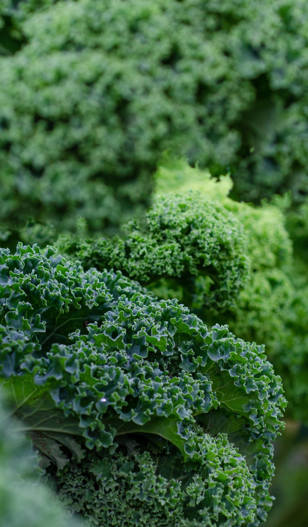 Зеленые листья салата на грядке 