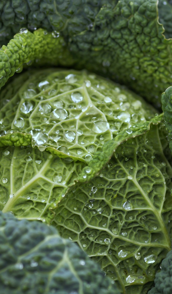 Большая зеленая капуста в каплях воды