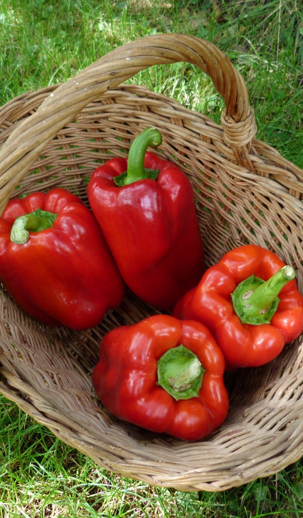 Красный болгарский перец в корзине на зеленой траве