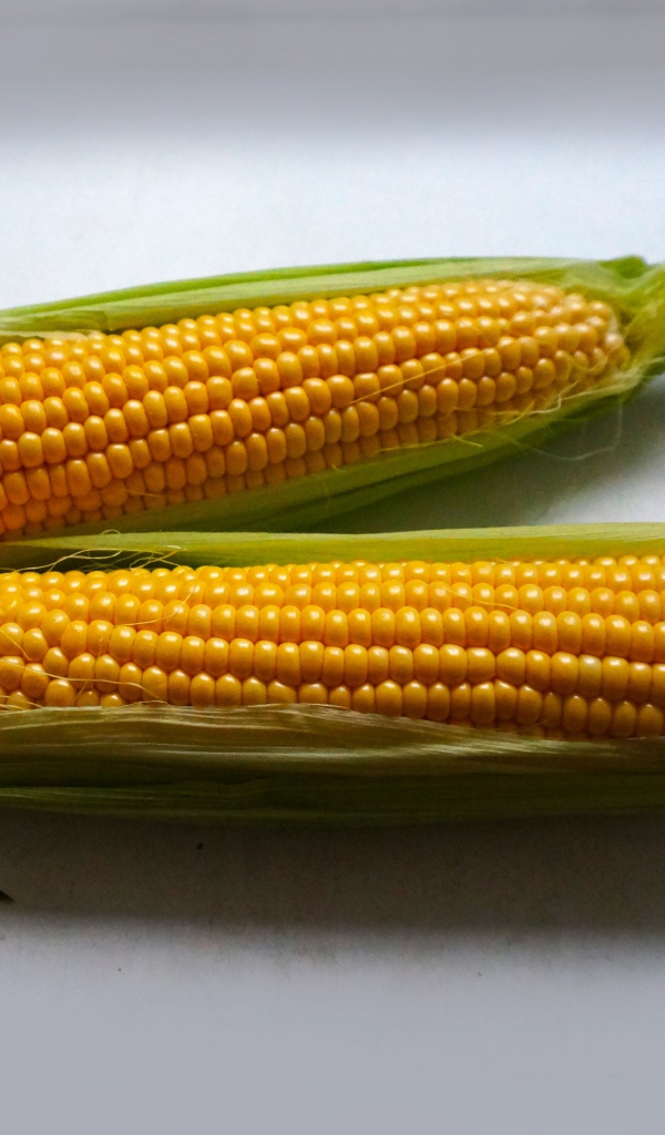 Два початка кукурузы на сером фоне