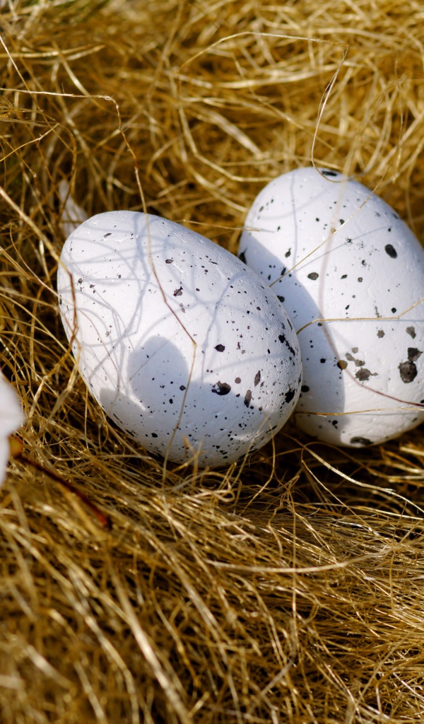 Два яйца лежат на сухой траве