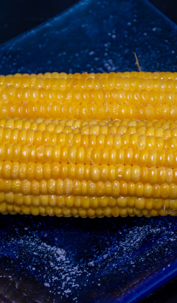 Два желтых початка кукурузы на синей тарелке