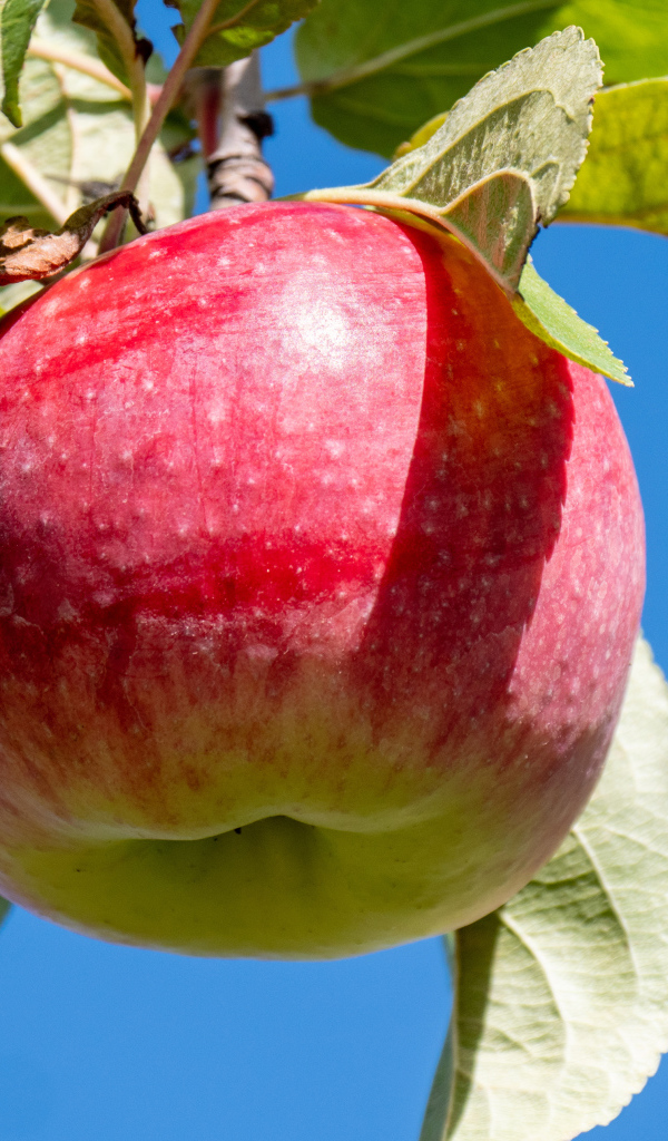 Красивое красное яблоко на ветке на фоне голубого неба