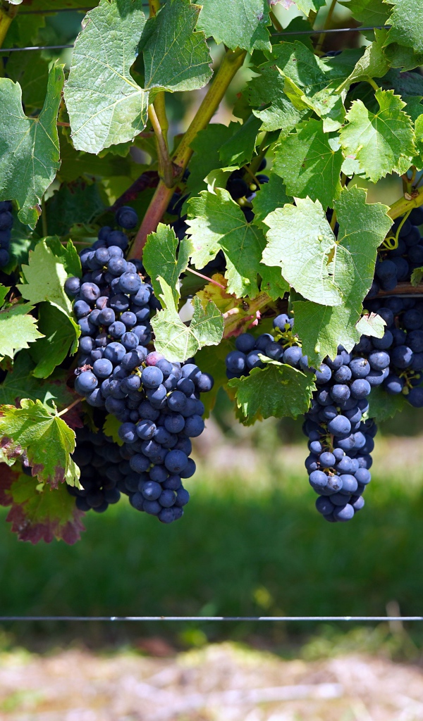 Большие гроздья синего винного винограда на лозе