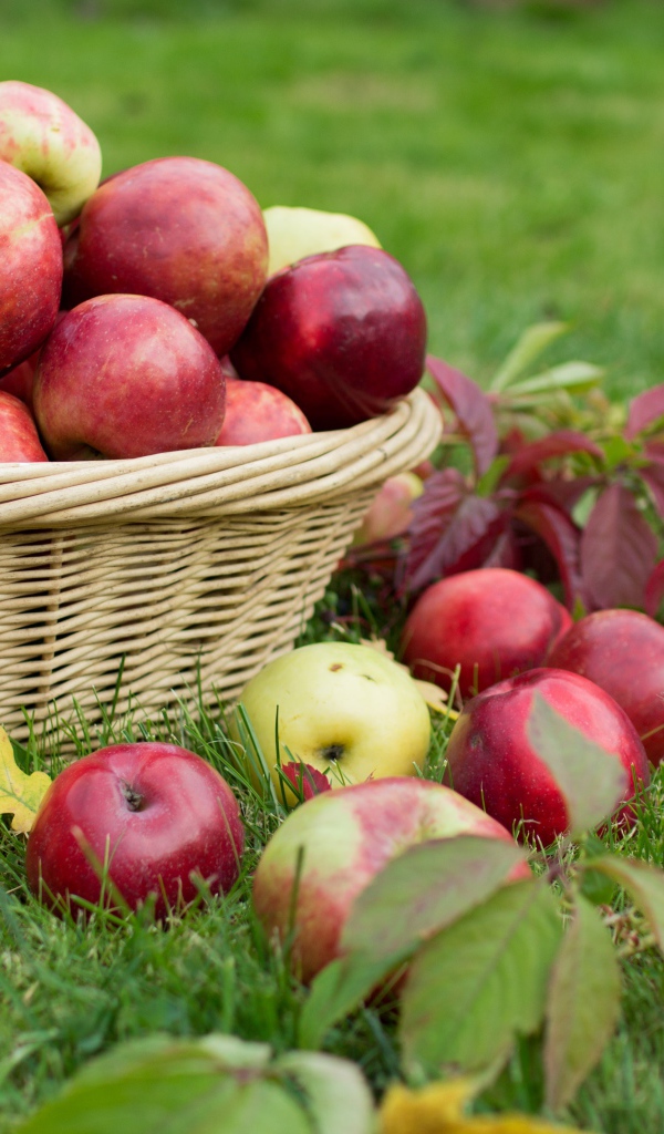 Красные и желтые яблоки в корзине на зеленой траве