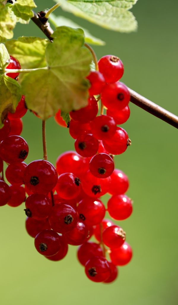 Красная сладкая смородина на ветке