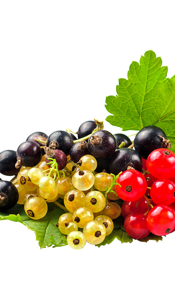 Желтая, черная и красная смородина на белом фоне