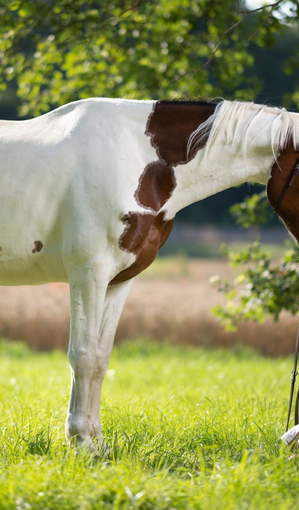 Девушка блондинка с лошадью на зеленой траве