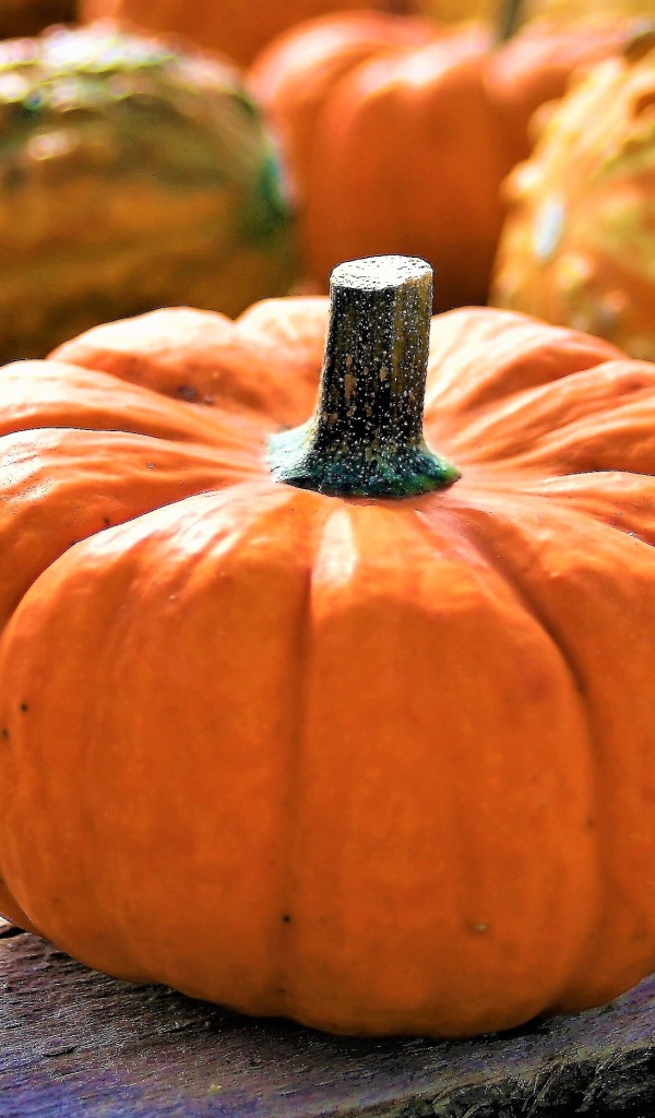Большая оранжевая тыква на праздник Хэллоуин
