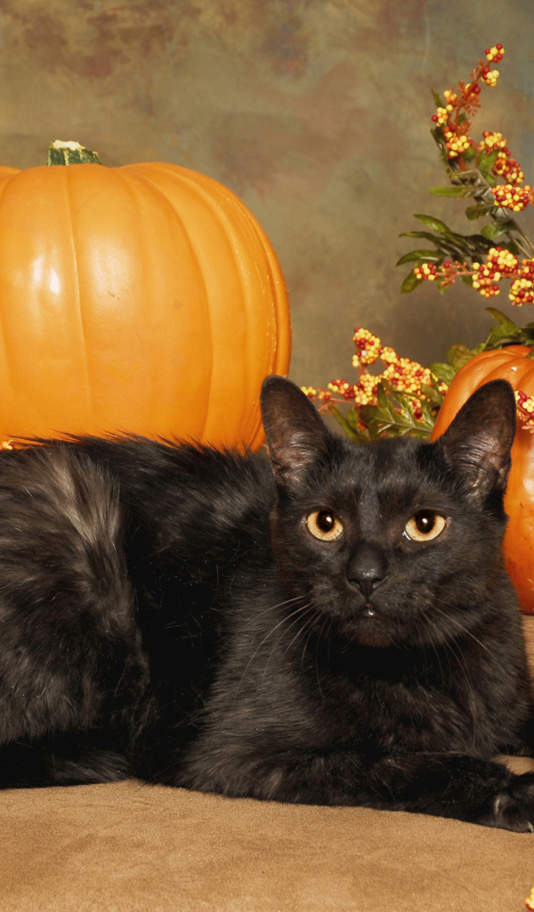 Black cat with pumpkins for Halloween