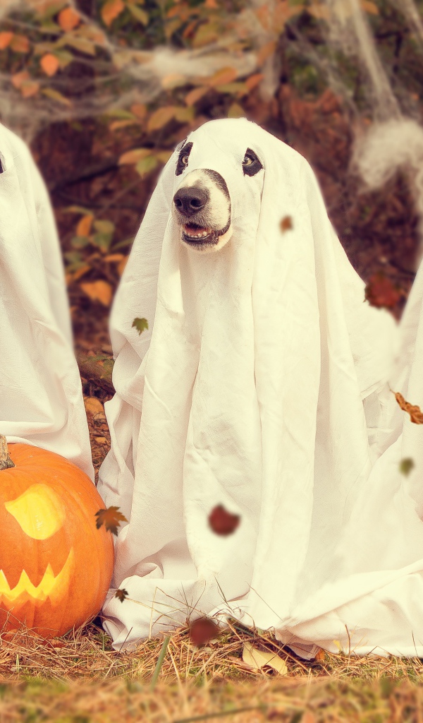 Три собаки в костюмах на Хэллоуин 