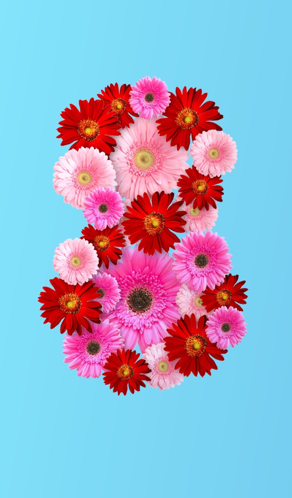 Цифра 8 из цветов герберы на голубом фоне
