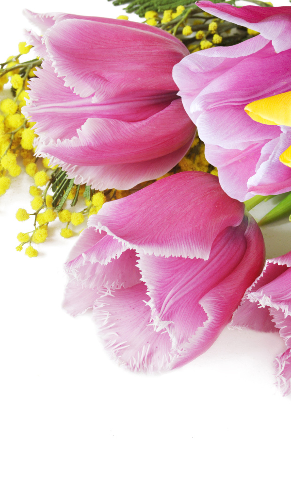 Тюльпаны и мимозы на белом фоне на 8 марта