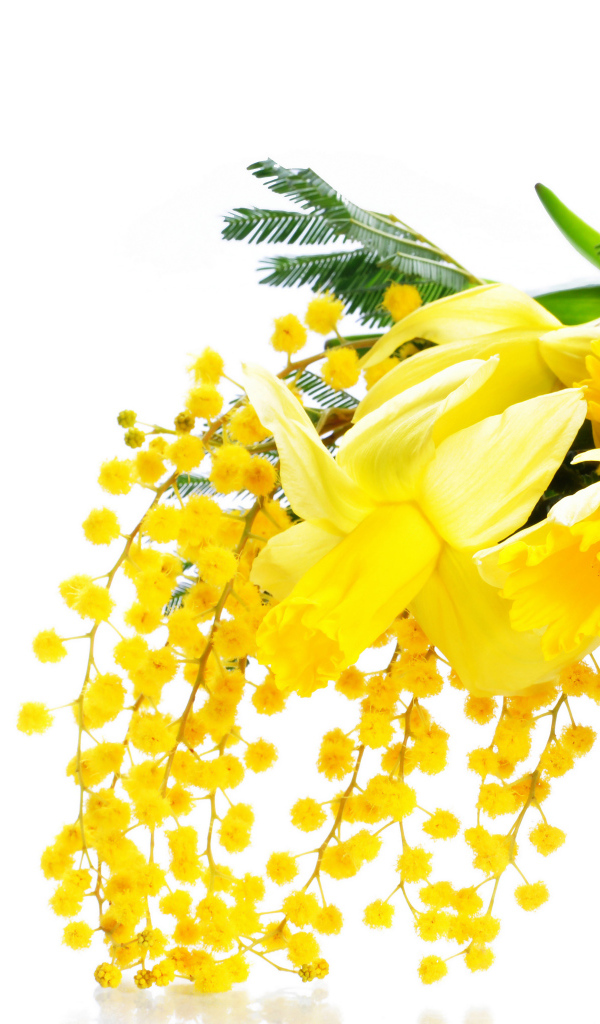 Желтые мимозы и нарциссы в корзине на белом фоне на 8 марта