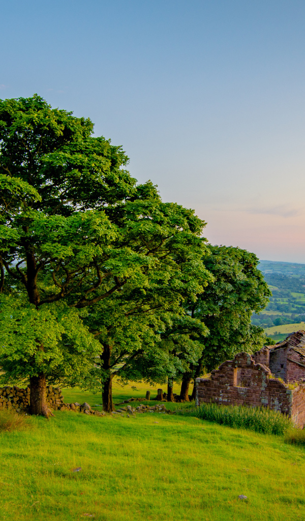 Большое зеленое дерево у разрушенного дома 