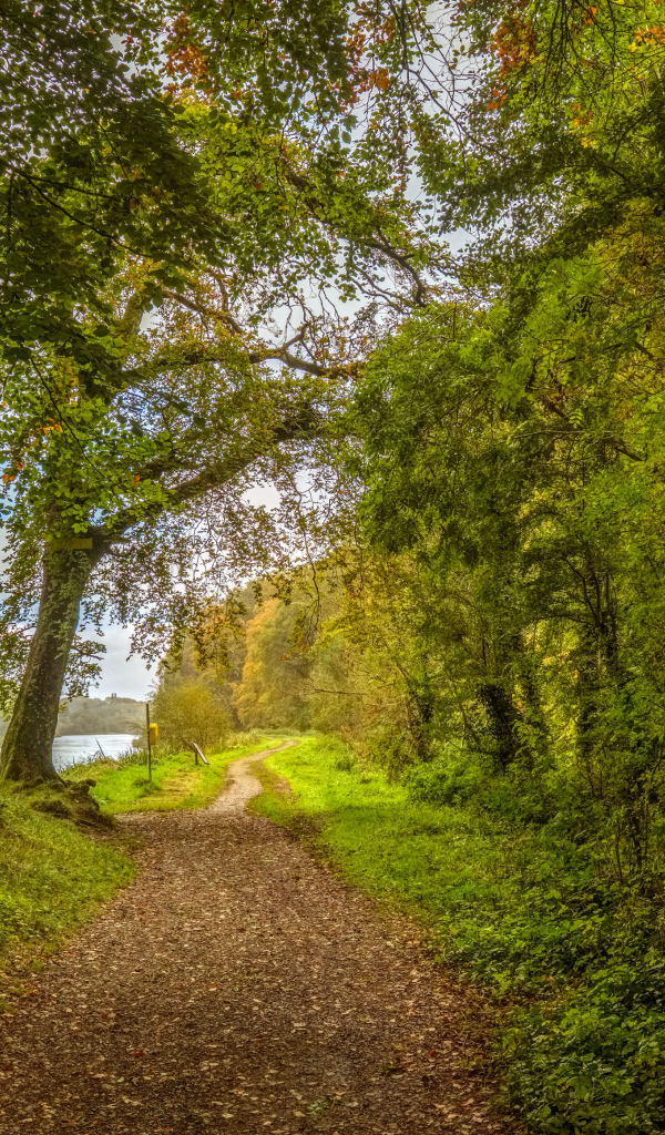 Красивый парк с зелеными деревьями у реки