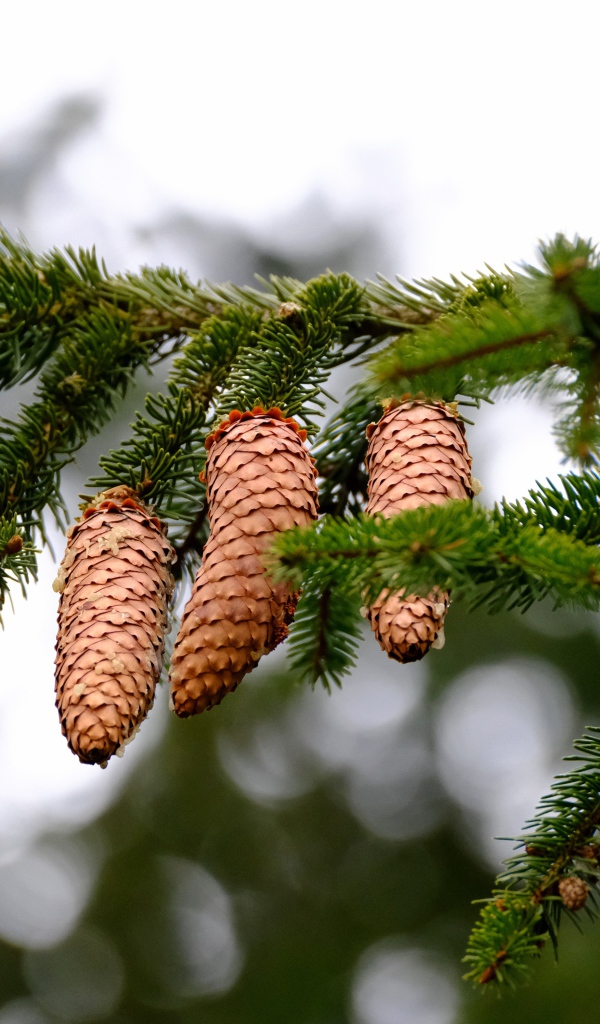 Большие коричневые шишки на зеленой ветке ели 