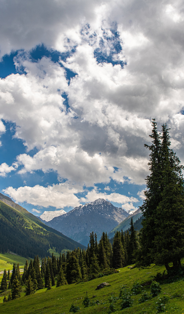 Густые белые облака над покрытыми лесом горами