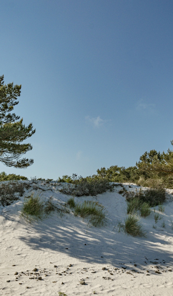 Белый песок с зелеными деревьями на голубом фоне