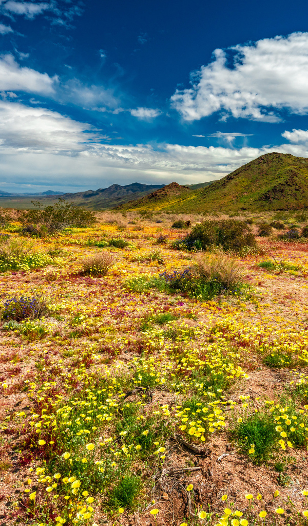 Желтые цветы в пустыне под голубым небом 