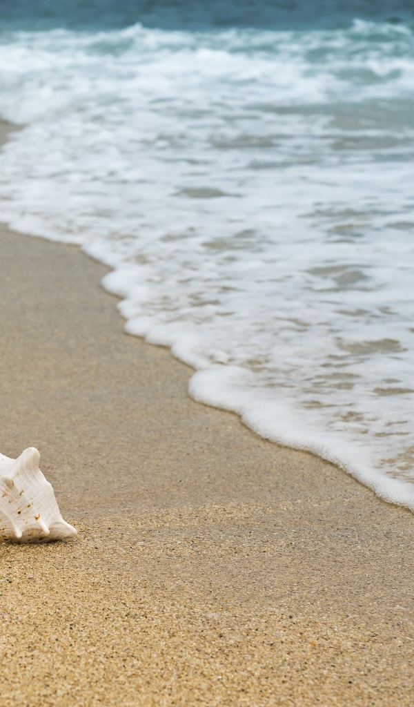 Большая белая ракушка лежит на песке с морской пеной