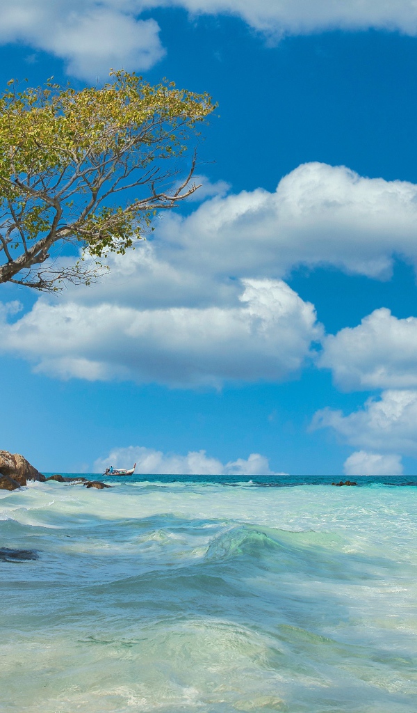 Дерево на краю скалы у морского берега