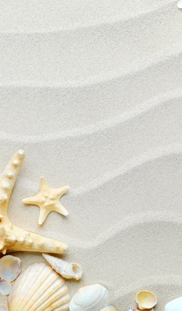 Красивые разные ракушки с морской звездой на волнистом белом песке 