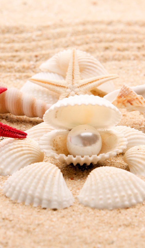 Красивые ракушки с белой жемчужиной на песке