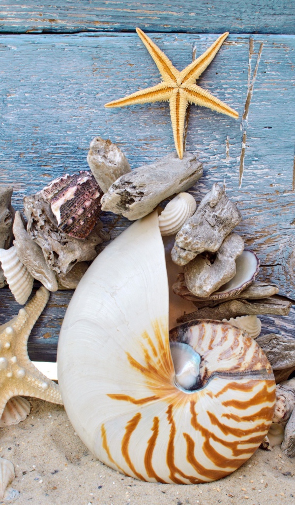 Разные красивые ракушки с морскими звездами на деревянном фоне 