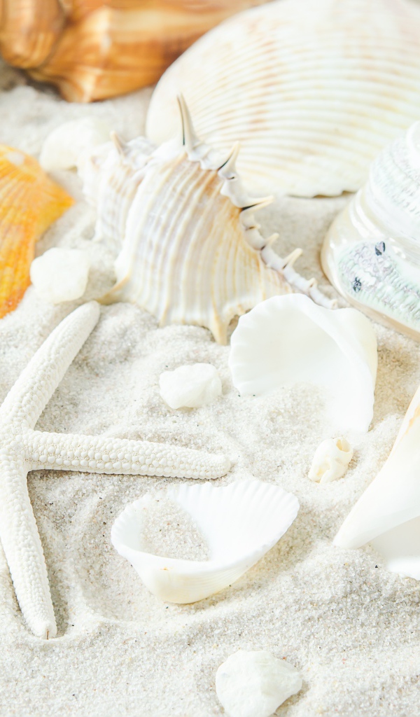 Большие белые ракушки и морская звезда на песке