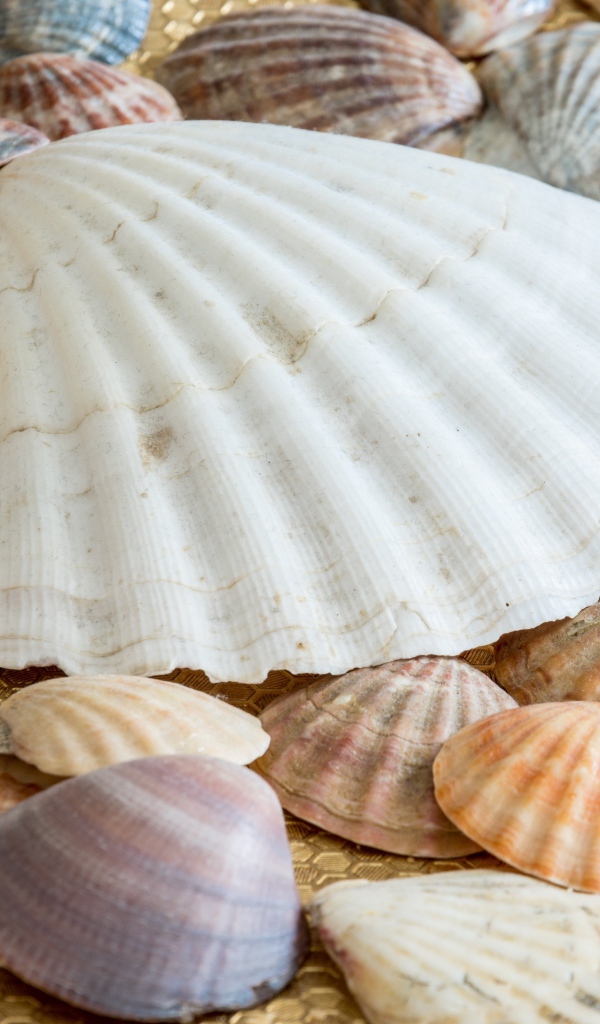 Много морских ракушек на берегу 