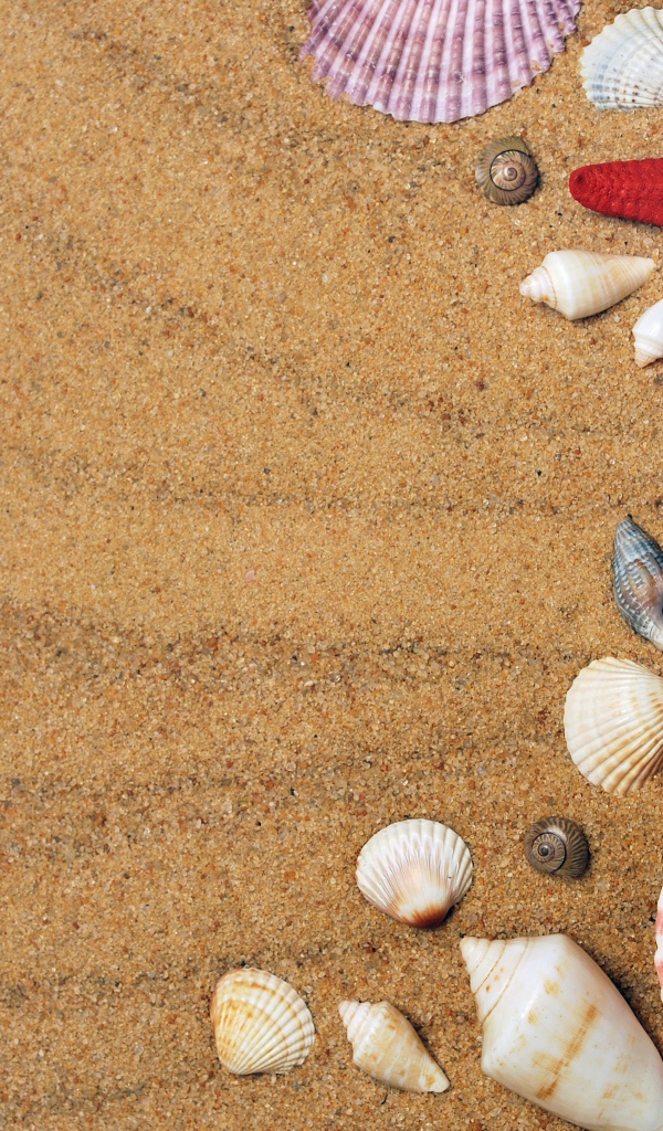 Разноцветные ракушки и морские звезды на песке 