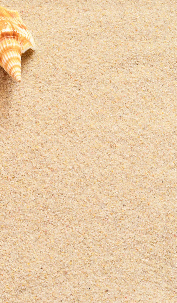 Ракушки и морская звезда лежат на желтом песке