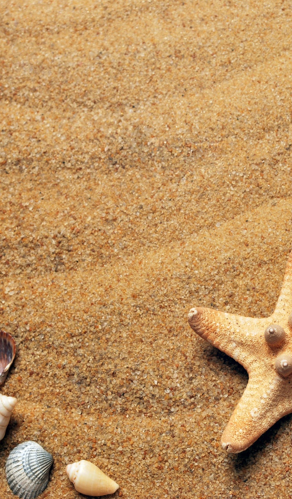 Морская звезда и ракушки лежит на желтом песке 