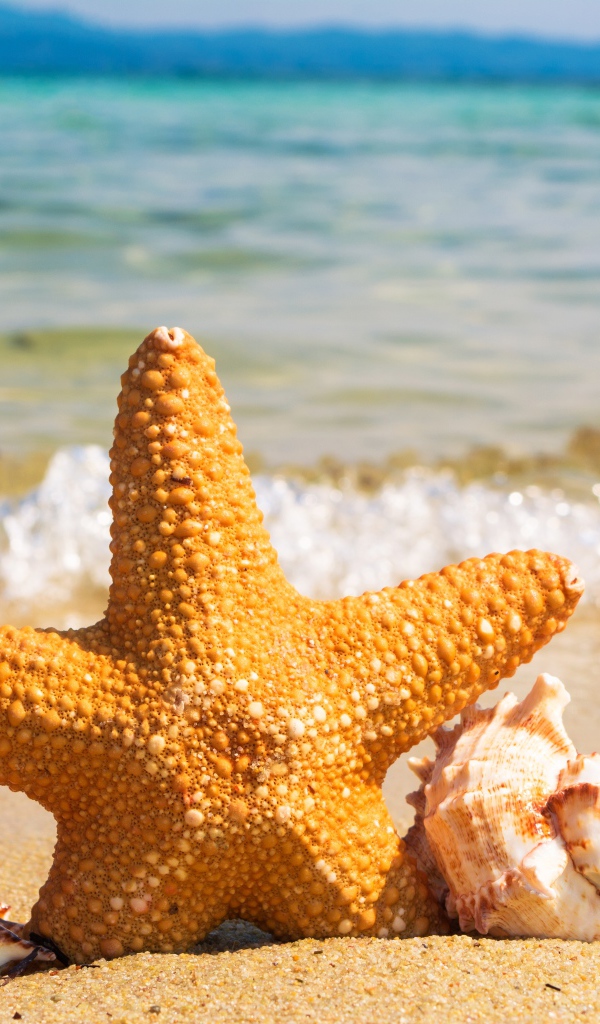 Starfish with seashells on the seashore