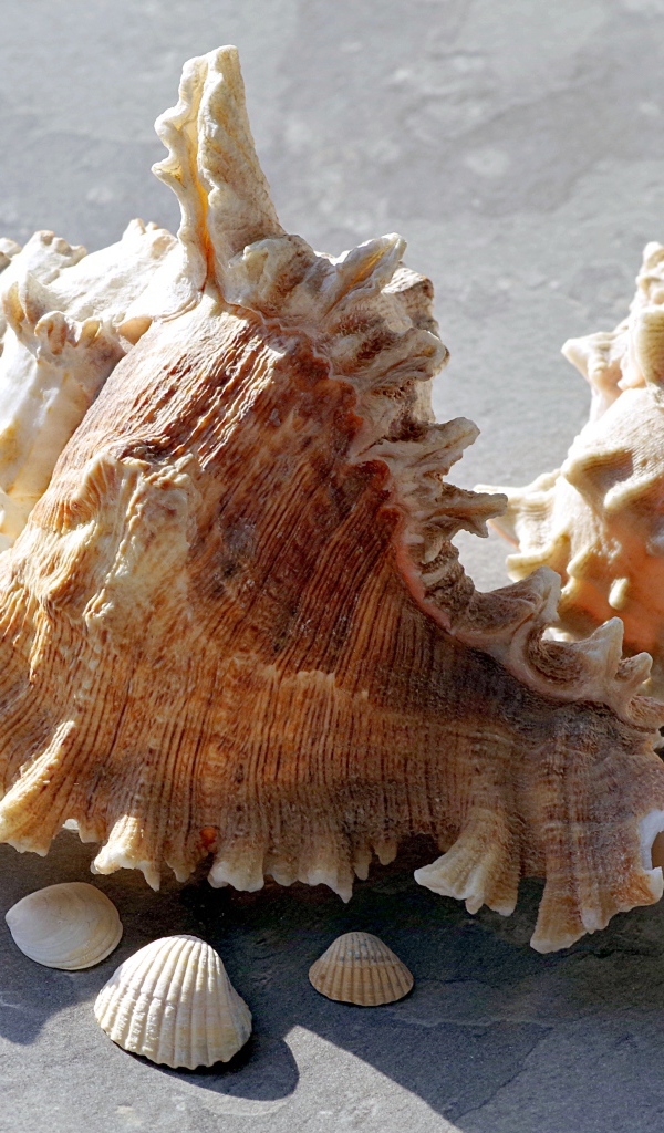 Две большие ракушки лежат на камне