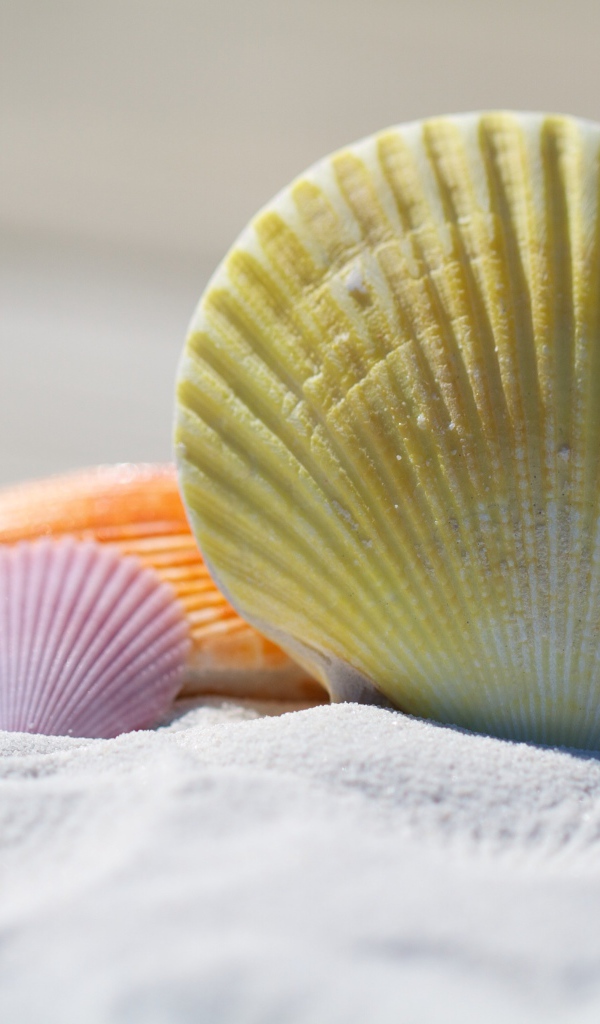 Разноцветные ракушки лежат на белом песке