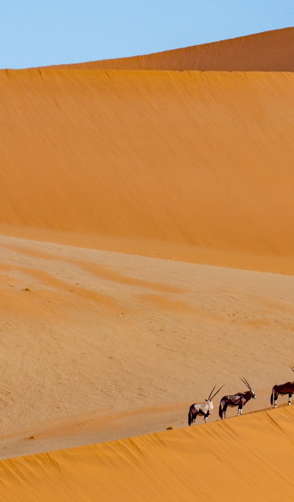 Большая горячая пустыня с животными под голубым небом 