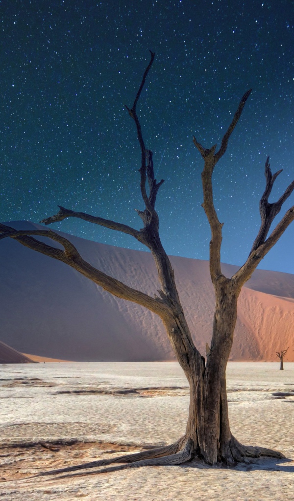 Сухое дерево под звездным небом в пустыне