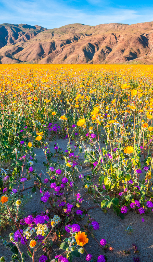 Пустыня на фоне гор покрылась цветами