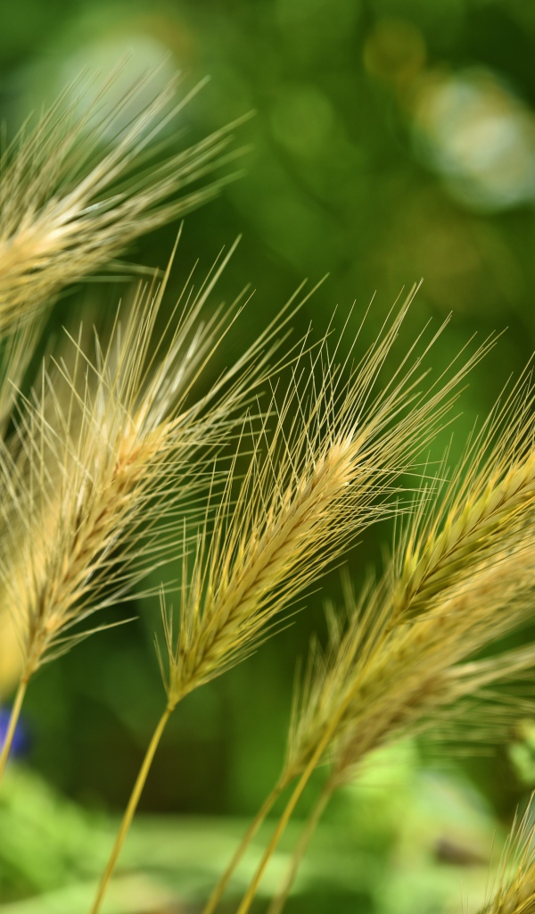 Колосья ячменя на поле крупным планом