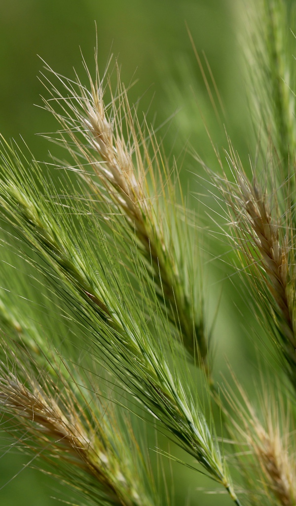 Зеленые колосья пшеницы крупным планом на поле