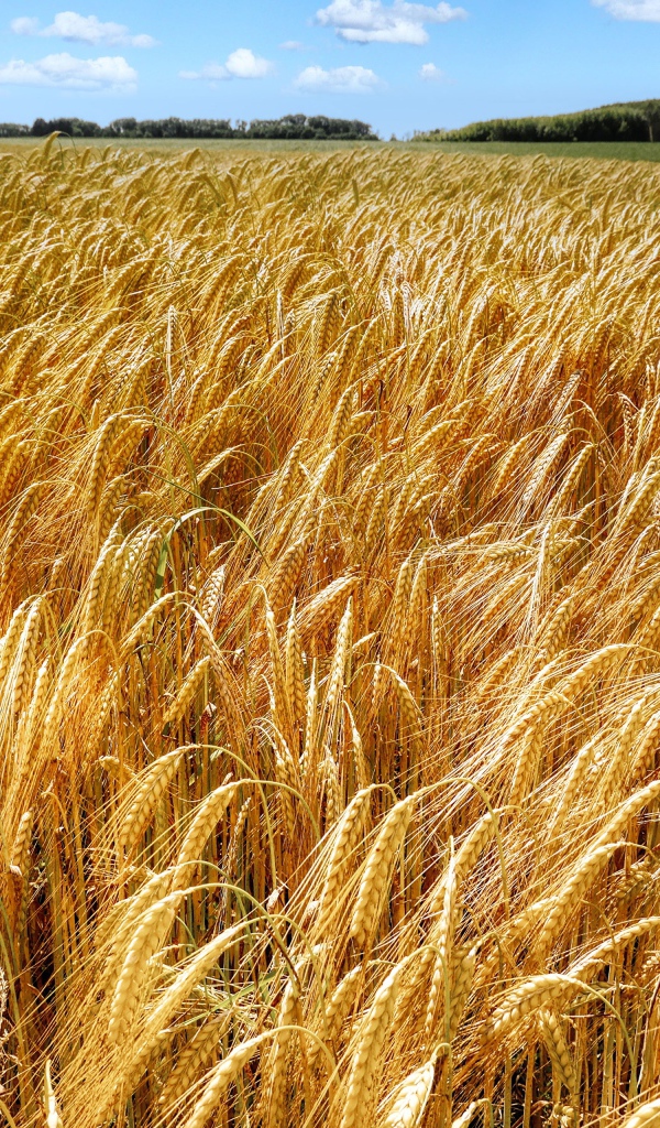 Большое поле спелой пшеницы осенью