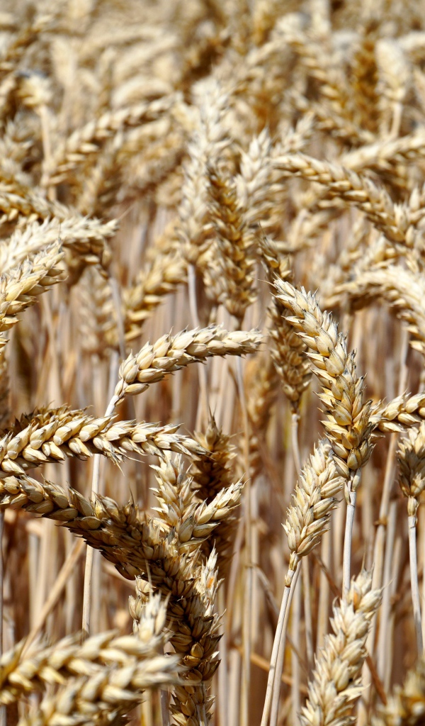 Спелые колосья пшеницы на поле 